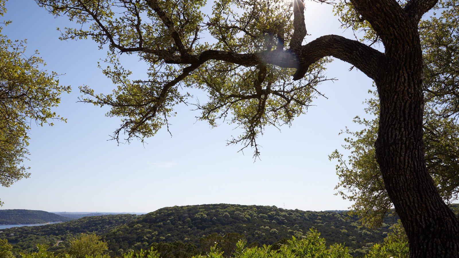 trees and landscape view