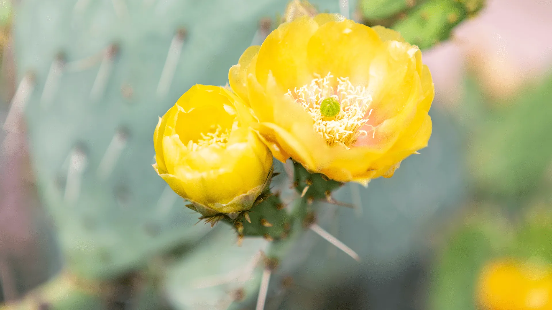 a vibrant yellow flower in full bloom