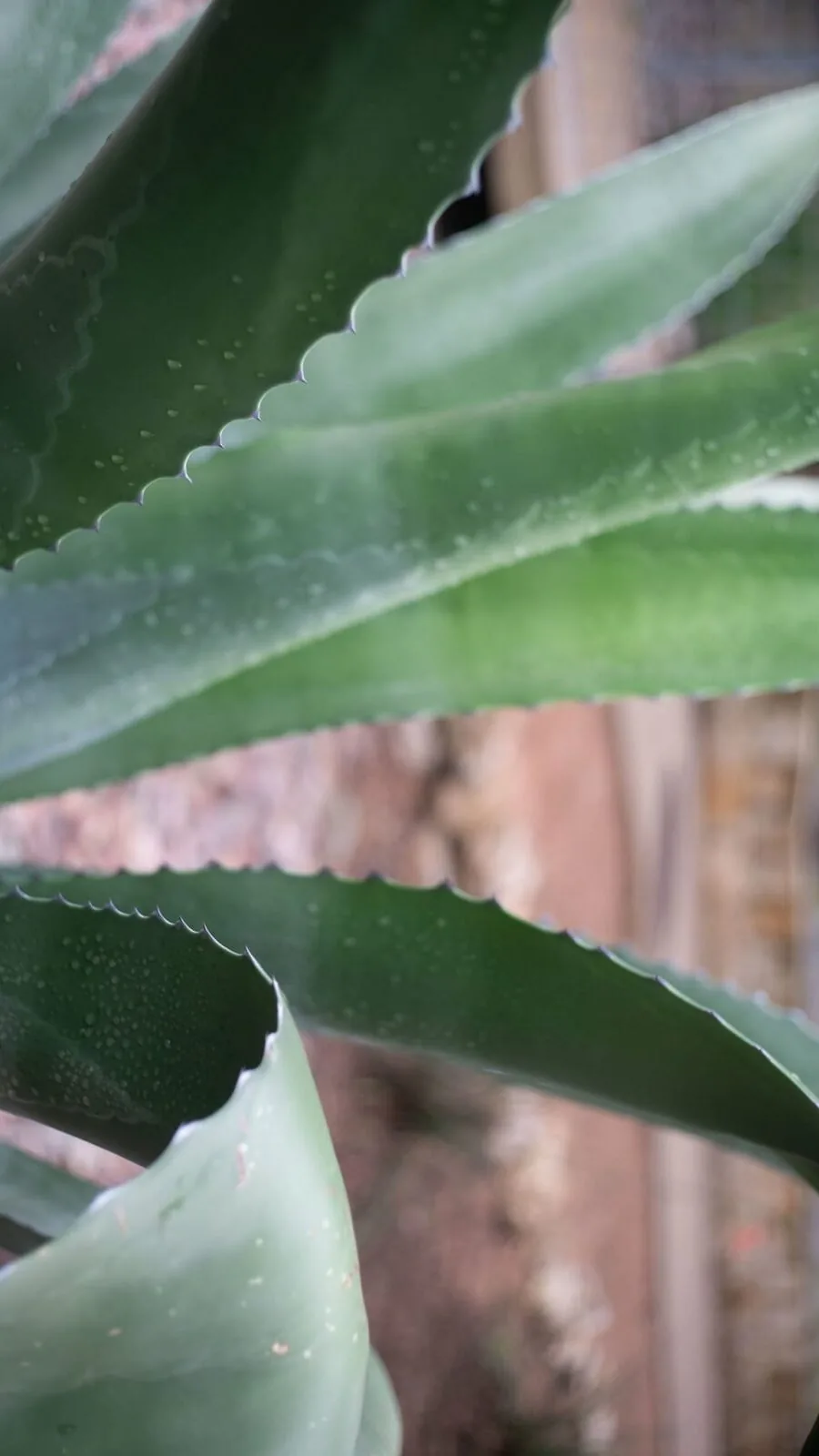 agave