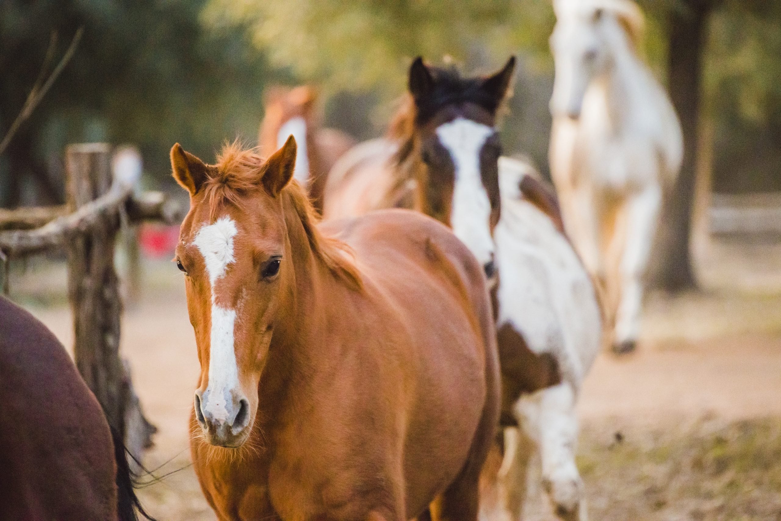 horses walking in line