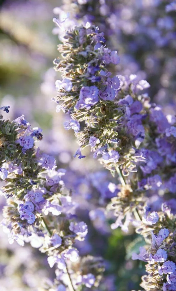 sensory journeys logo with purple flowers