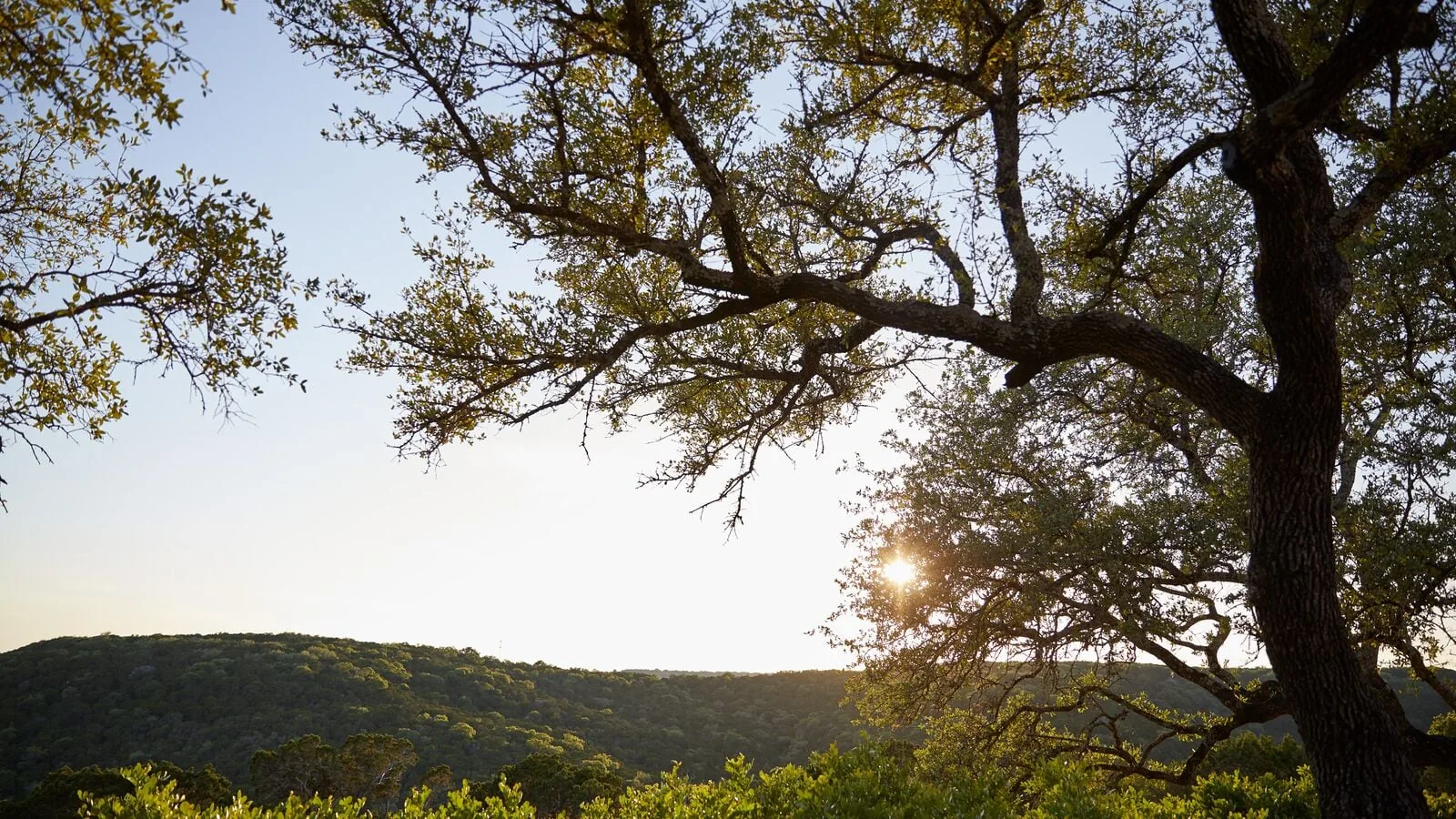 sun peaking through tree