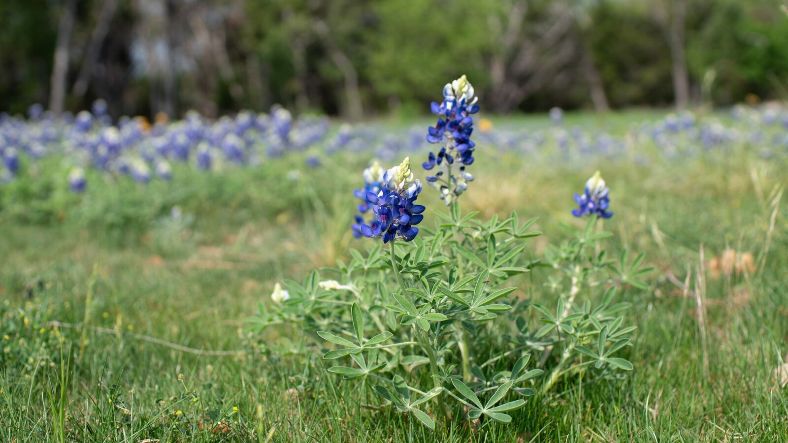 purple flowers outisde
