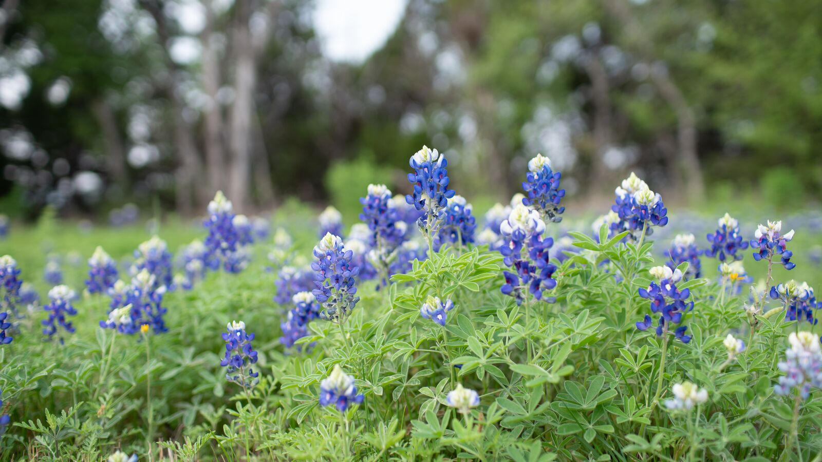 purple flowers outside