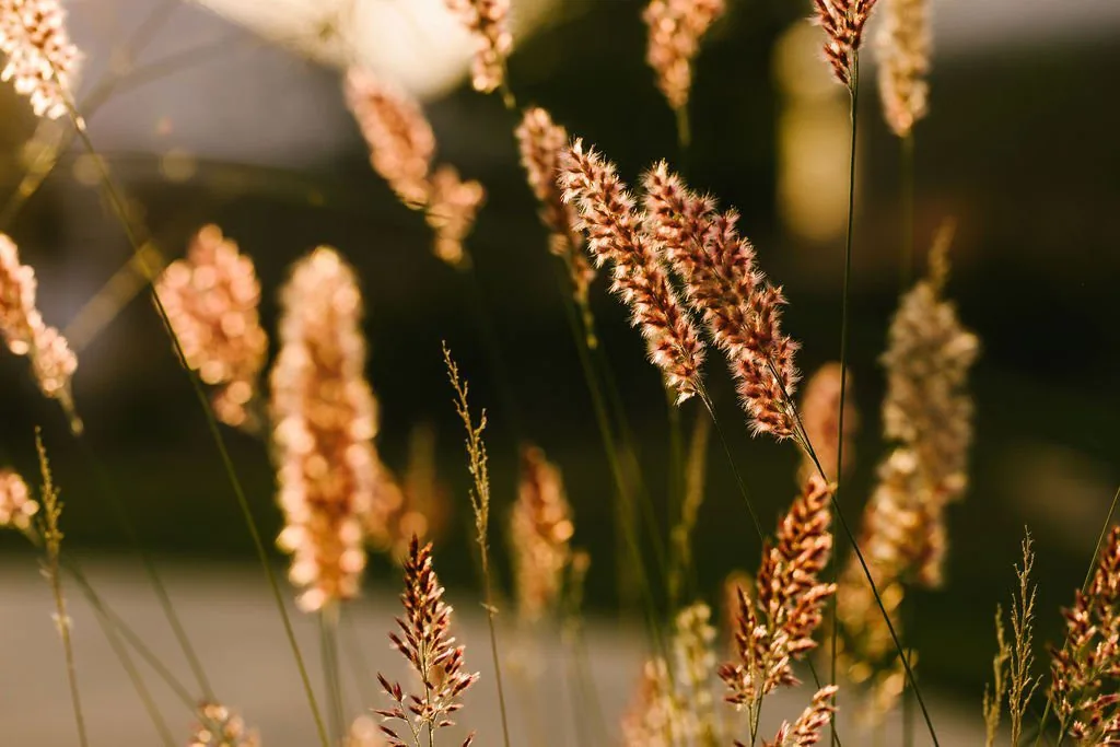 wheat outside