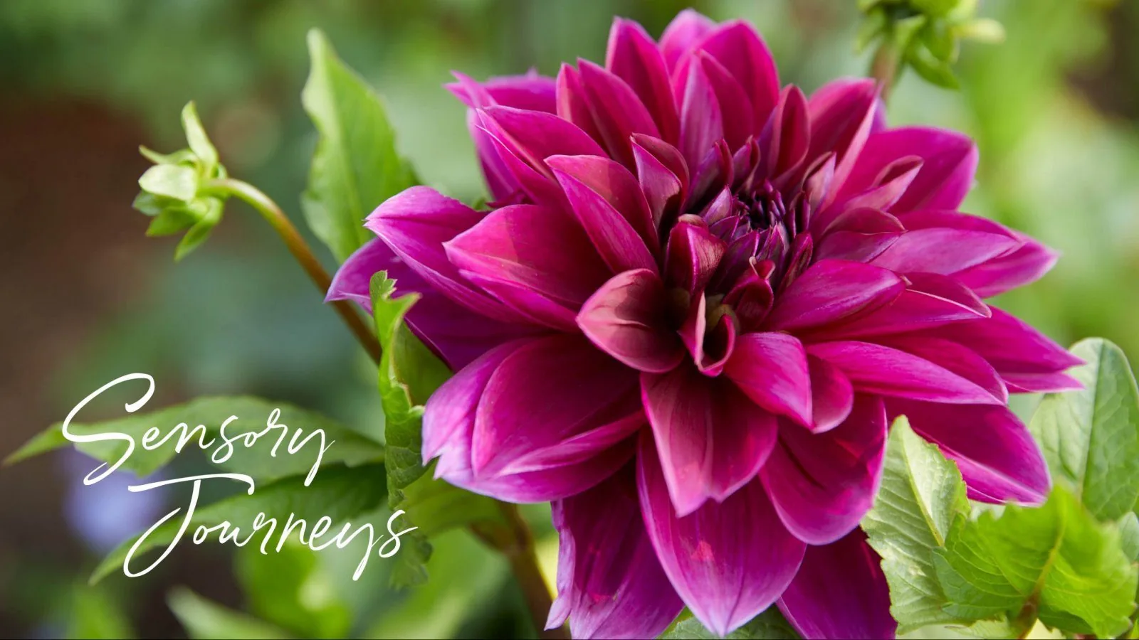 sensory journeys logo with pink flower