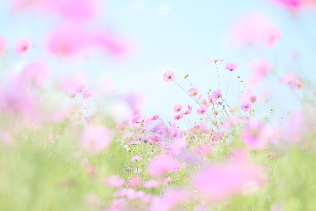 light pink flowers in a field of grass