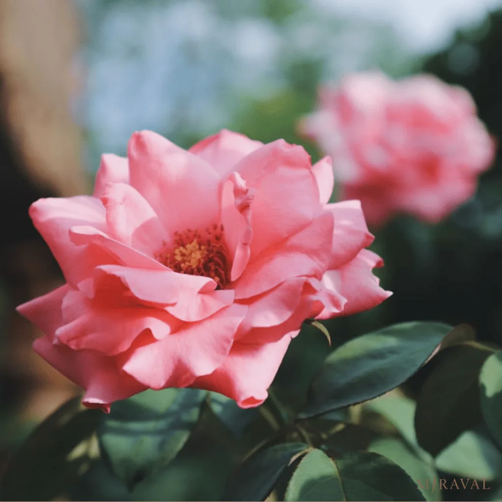 pink flowers