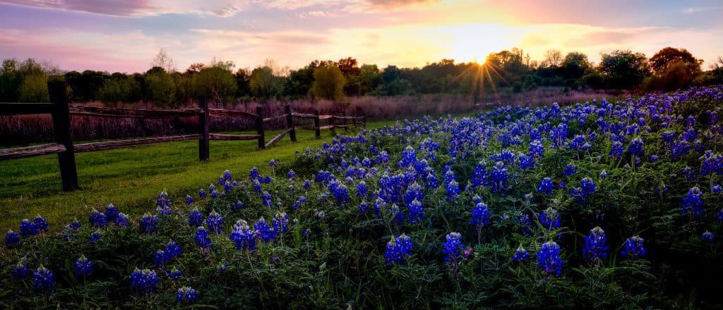 violet flowers on a field