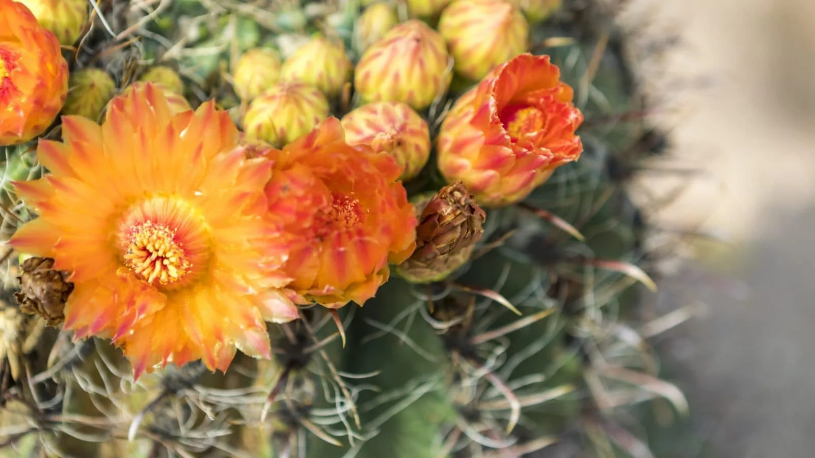 orange and yellow flowers