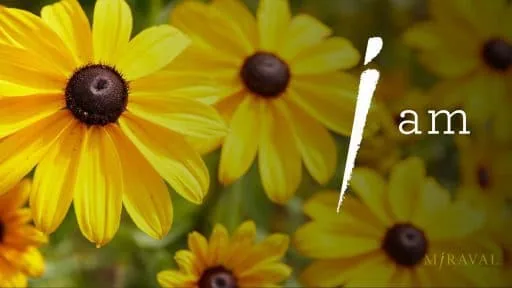 yellow flowers