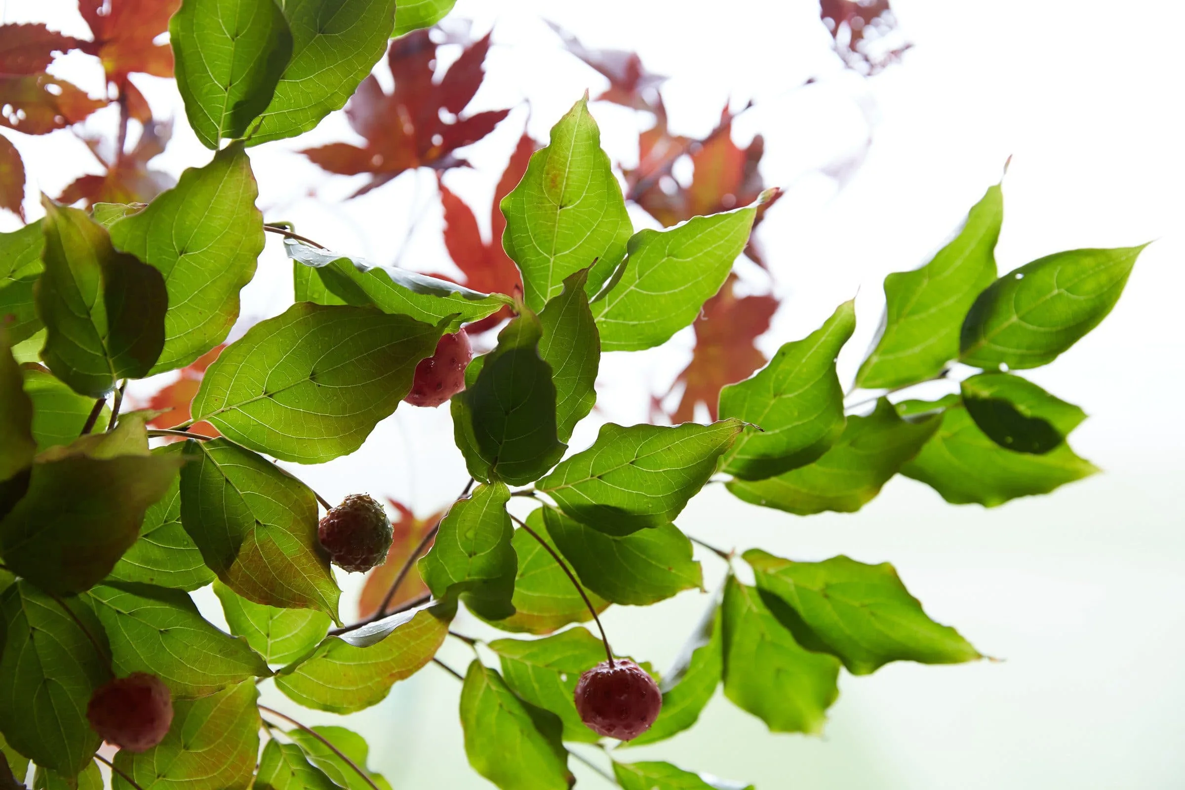 green and red leaves on a tree