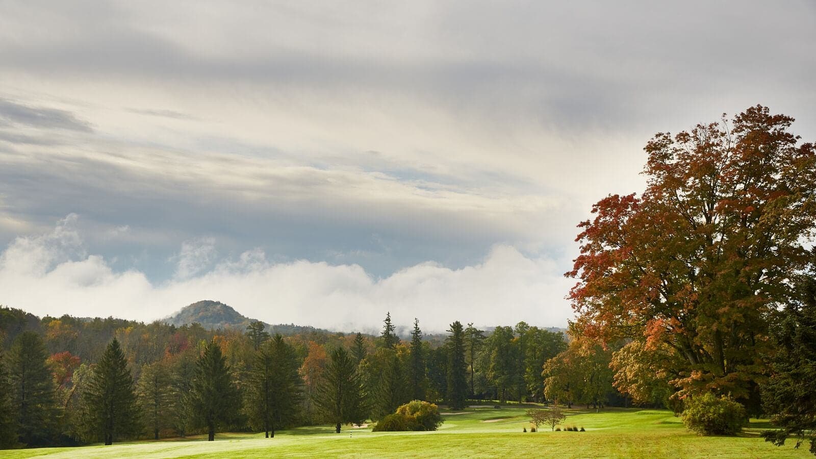 view of grass trees and cloudy skies