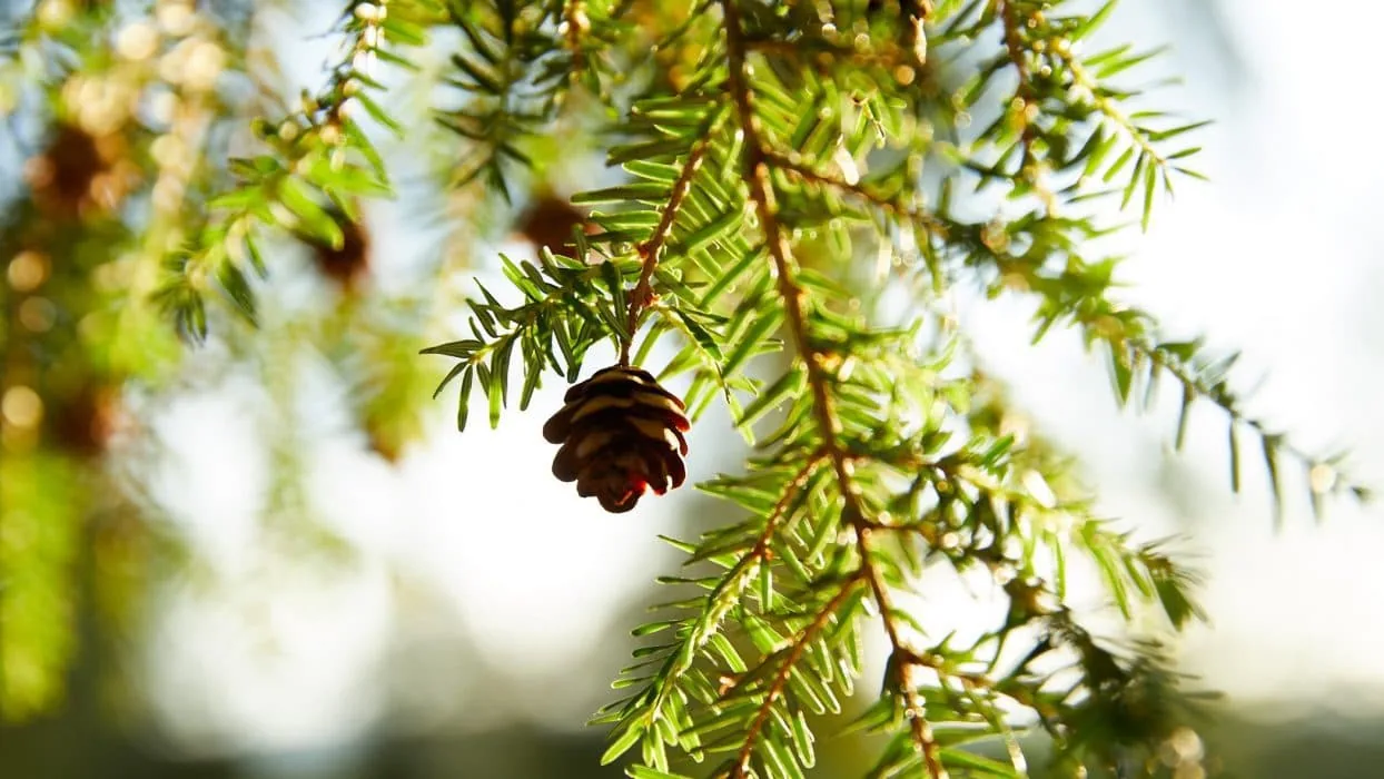 acorn in a tree