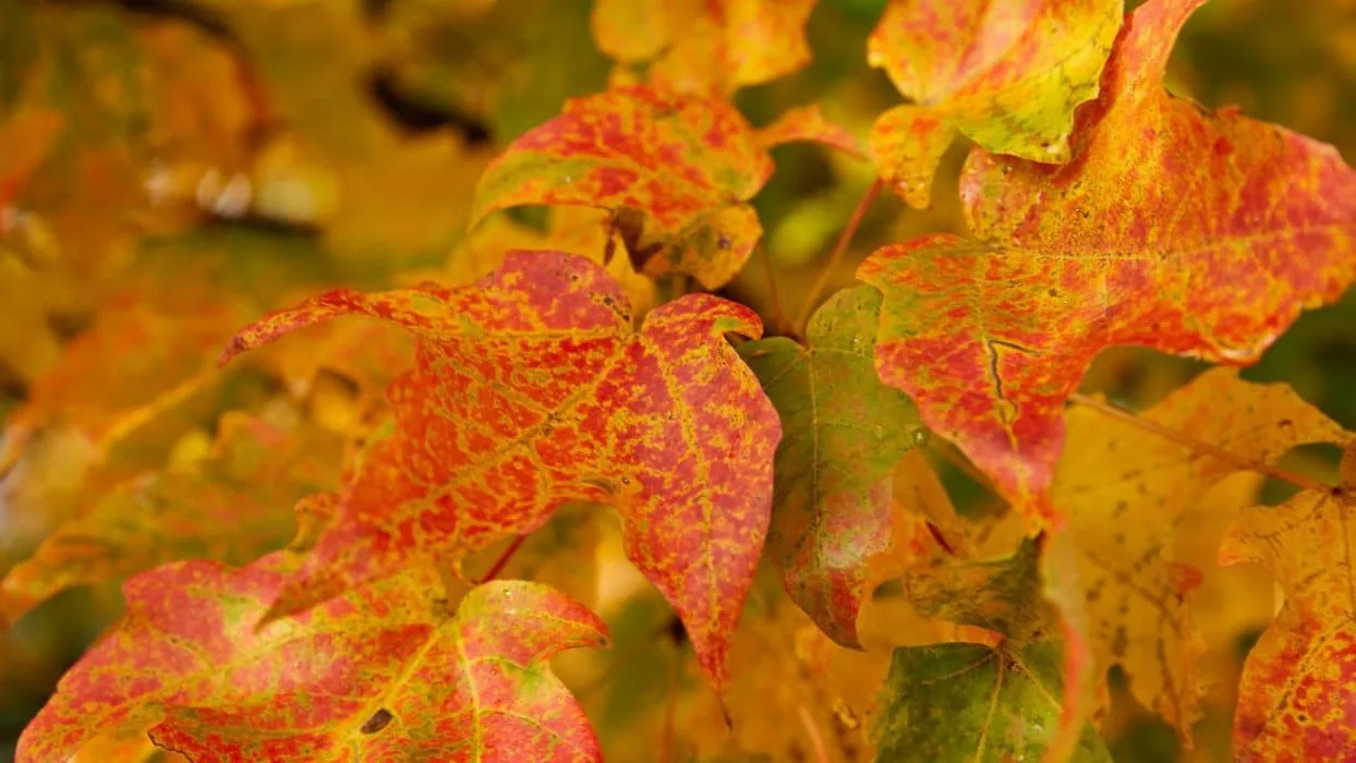 red maple leaves