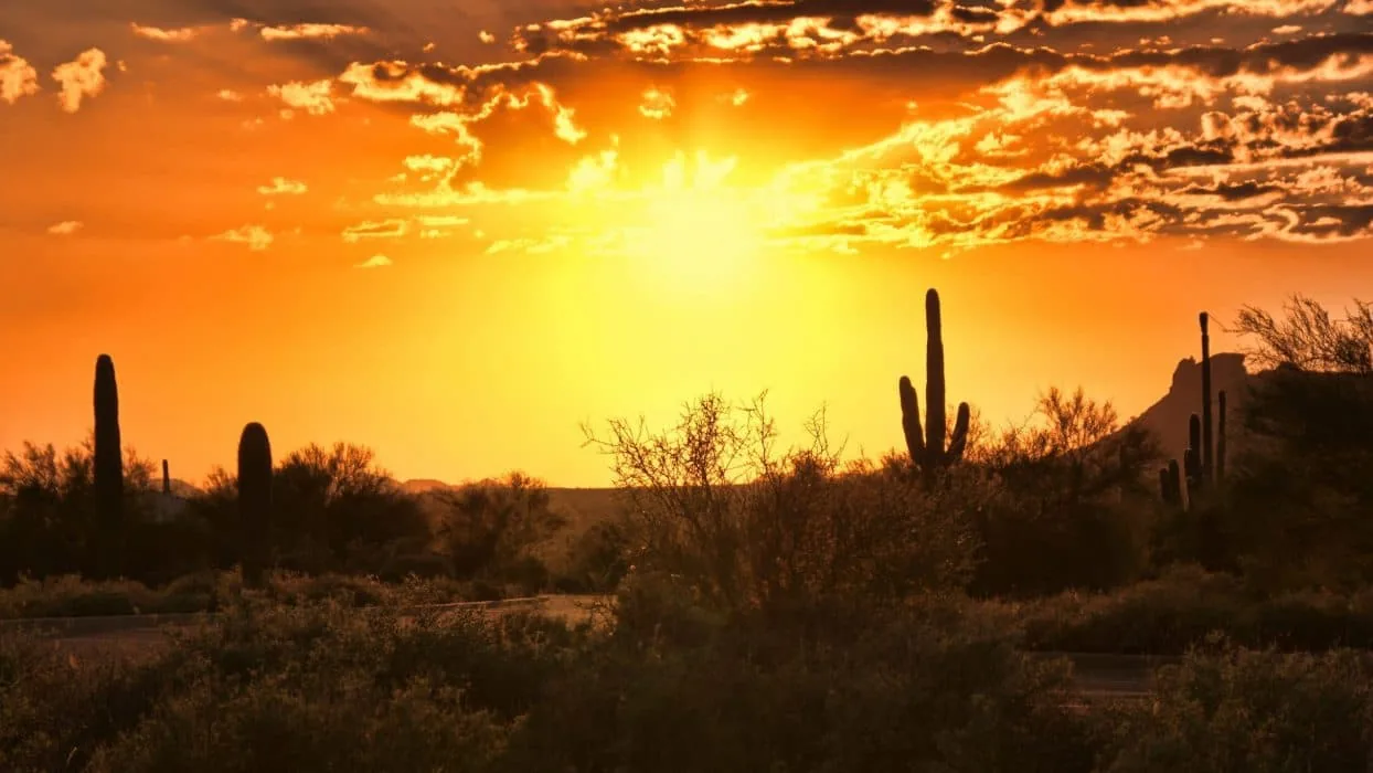 sun set with cactus