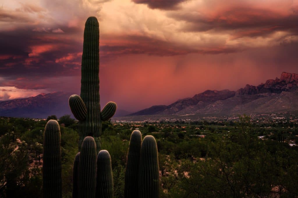 Two cactus in front of desert sunset a monsoon cloudburst