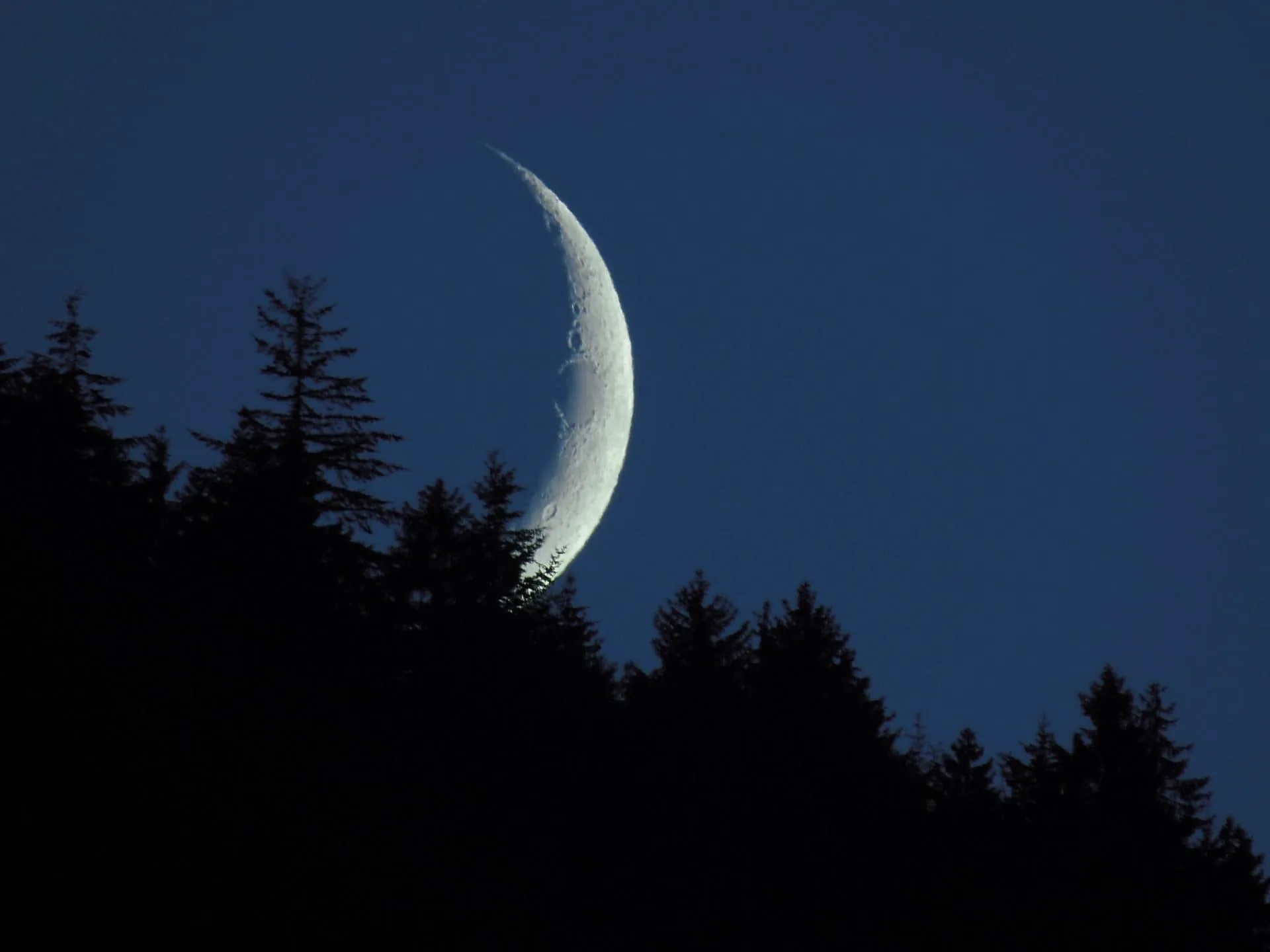 Big moon and forrest at night
