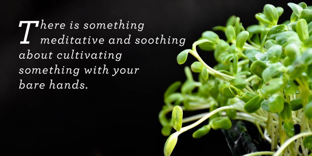 Microgreens and quote on black background