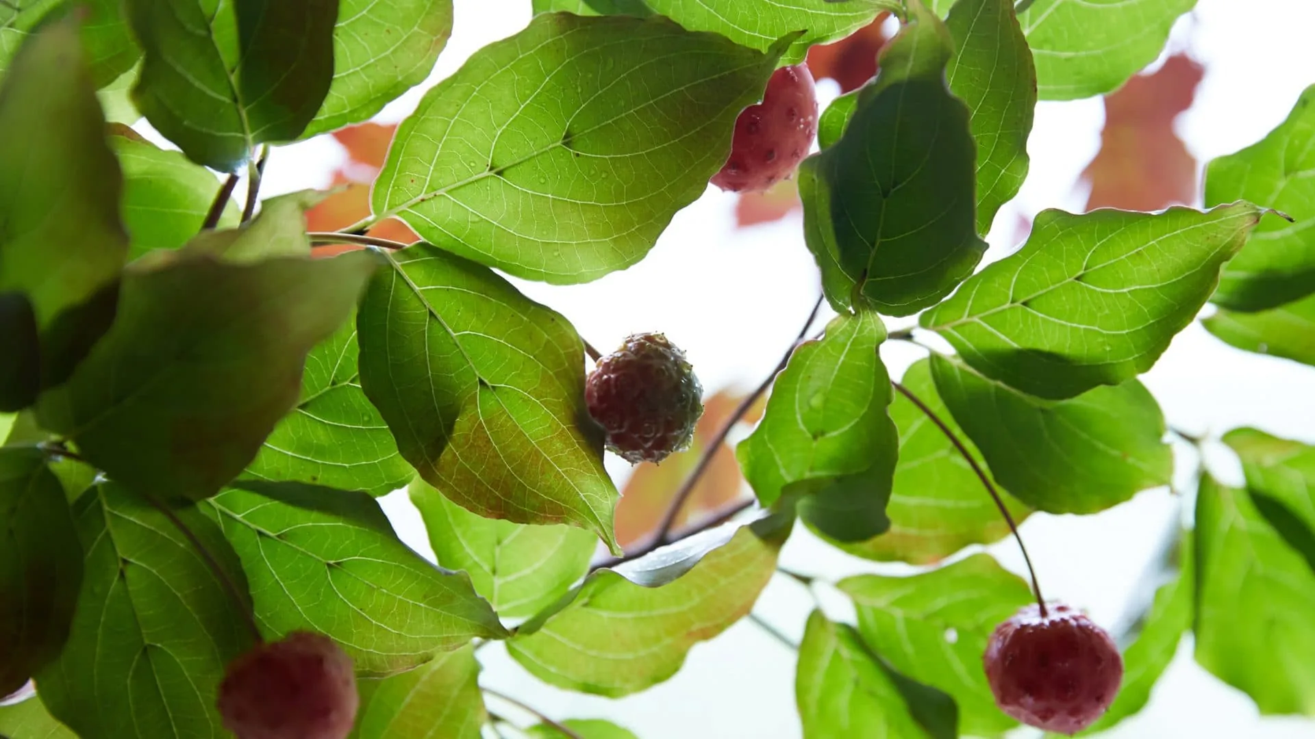 Green Leaves