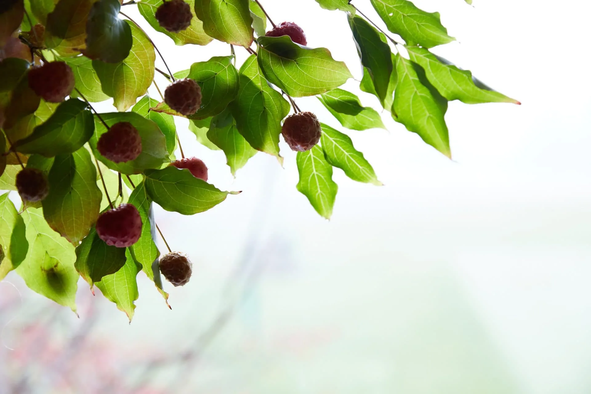 Green leaves and berries
