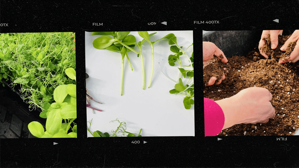 Film images of micogreens and hands in soil