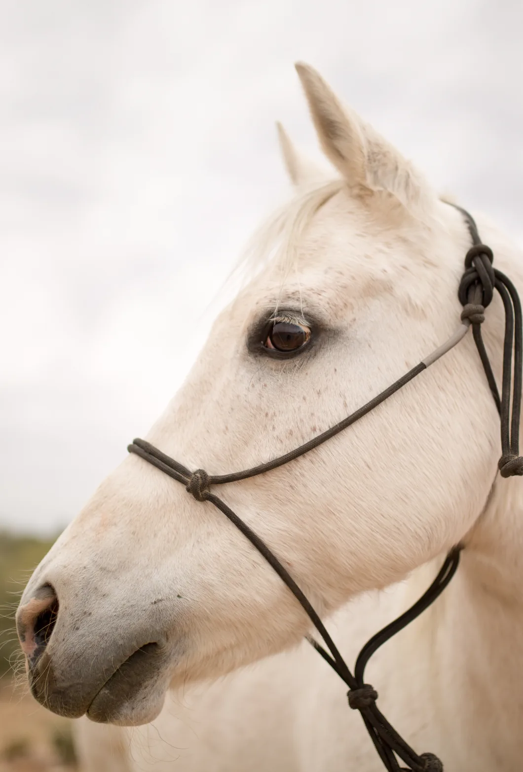 Close-up of a light-colored horse wearing a dark rope halter.